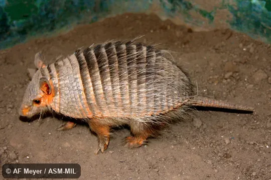 Formerly Chaetophractus nationi, Andean Hairy Armadillo.  Also as Lesser Hairy Armadillo, Small Hairy Armadillo.