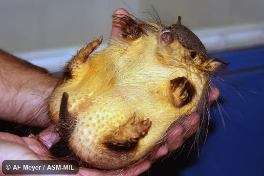 Also as Lesser Hairy Armadillo, Small Hairy Armadillo, Andean Hairy Armadillo.