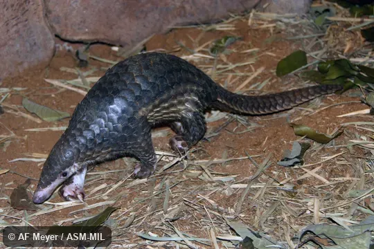 Also as Malayan Pangolin.