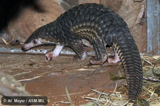 Also as Malayan Pangolin.