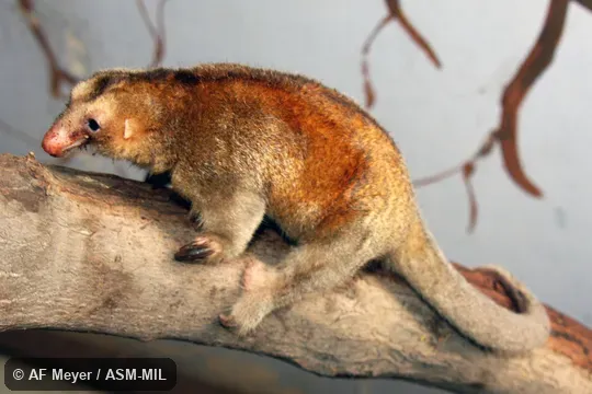 Formerly as just Silky Anteate.