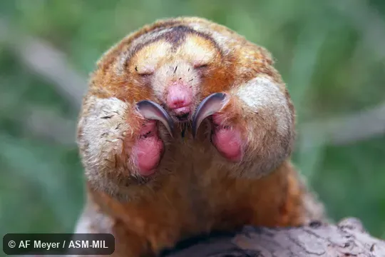 Formerly as just Silky Anteate.