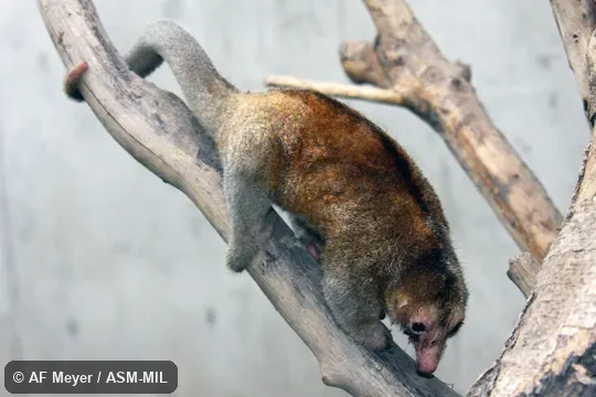 Formerly as just Silky Anteate.