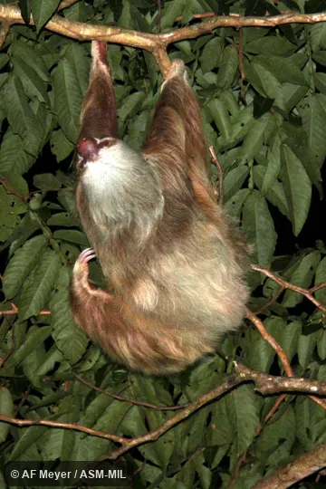 Formerly in Megalonychidae.