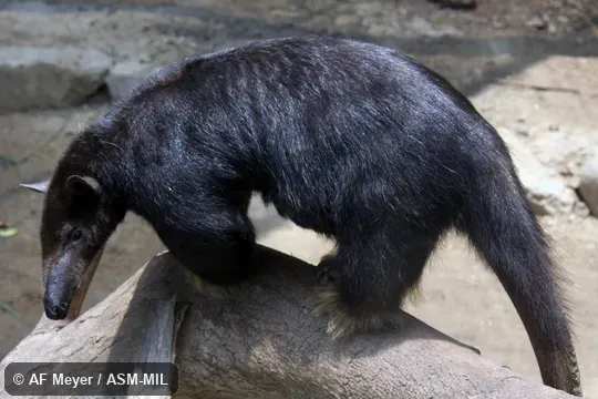 Also as Golden Anteater.
