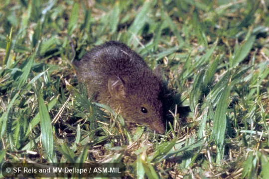 Oblique view of slightly anesthetized animal. Also as Hairy-tailed Bolo Mouse. Oblique view of slightly anesthetized animal. Also as Hairy-tailed Bolo Mouse.