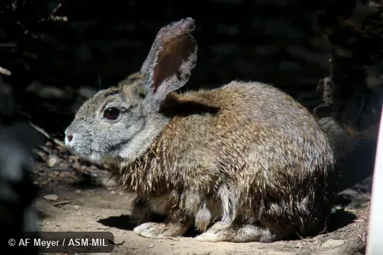 Sylvilagus bachmani riparius, Riparian Brush Rabbit.