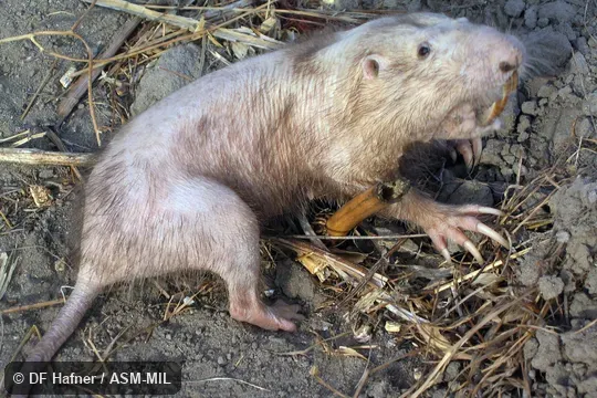 Parous adult female.  LSUMZ 36765