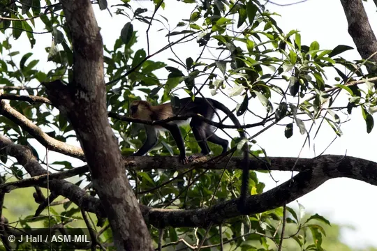 Also as Campbell's Guenon.