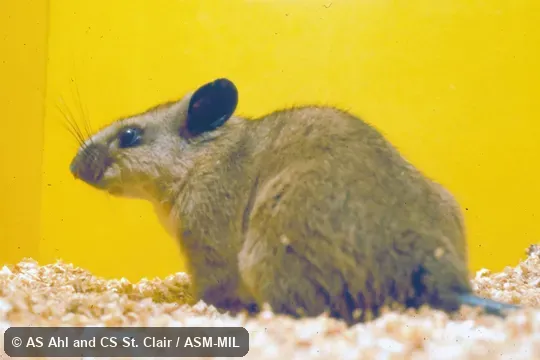Profile of caged animal.  Original stock from Mexico, Oaxaca, 8 km east of Rio Grande, 30 m or 16 km south of Valle Nacional, 1280 m.