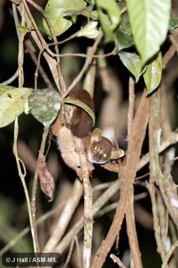 Galagoides demidoff demidoff.  Formerly Galago demidoff or Galago demidovii.  Also as Galagoides demidovii.  Also as Demidoff's Dwarf Bushbaby|Prince Demidoff's Bushbaby.