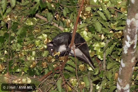 Also as Derby's Flying Squirrel, Lord Derby's Flying Squirrel, Lord Derby's Scaly-tailed Flying Squirrel, Lord Derby's Scaly-tailed Squirrel.