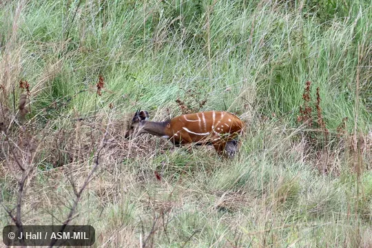 Tragelaphus scriptus phaleratus, Kabinda Bushbuck.  Formerly Tragelaphus scriptus scriptus.  Also as Harnessed Bushbuck|Harnessed Antelope|Western Bushbuck|Kewel.  Also as Tragelaphus phaleratus, Central Bushbuck.