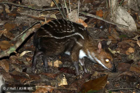Individual of 1006351