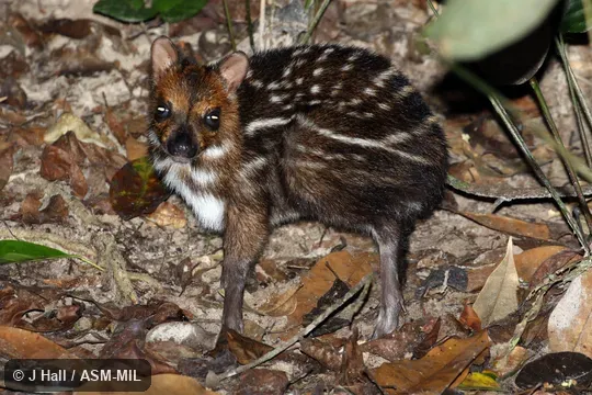 Individual of 1006351