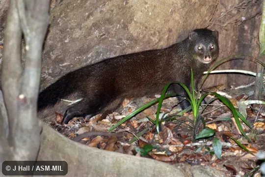Also as Water Mongoose.