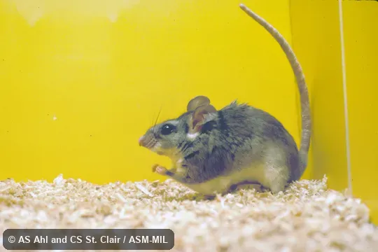 Profile of caged animal