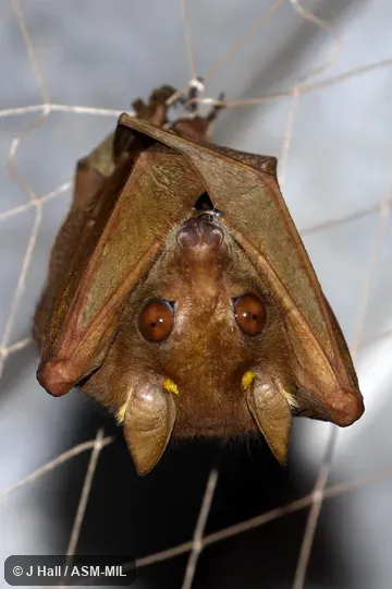 Formerly Micropterus pusillus.  Also as Peter's Dwarf Epauletted Fruit Bat|Peters's Lesser Epauletted Fruit Bat.