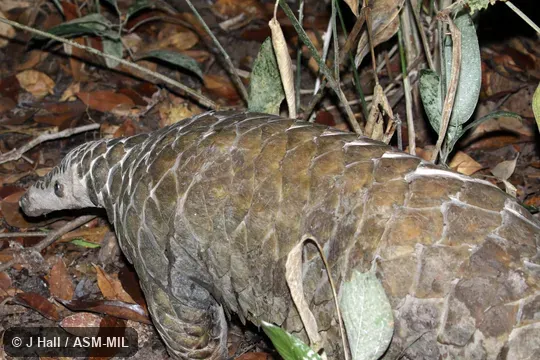 Formerly Manis gigantea.  Also as Giant Ground Pangolin.