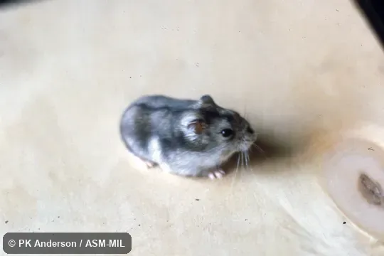 Dorso-lateral view of captive.  Formerly Phodopus sungorus.  Also as Dzungarian Hamster|Russian Winter White Dwarf Hamster|Siberian Dwarf Hamster|Siberian Hamster|Striped Hairy-footed Hamster|Striped Hamster.