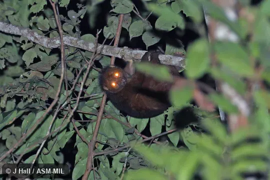 Formerly Perodicticus potto edwardsi.  Also as Cameroon Potto|Milne-Edwards's Potto|Central Potto.