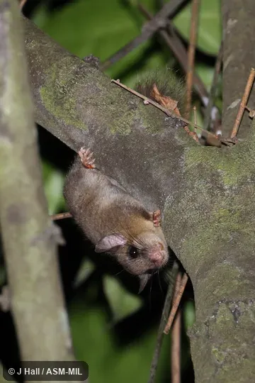 Formerly in Anomaluridae.  Also as Cameroon Anomalure|Cameroon Scaly-tail|Cameroon Scaly-tailed Squirrel|Flightless Scaly-tailed Squirrel.  Identified by Louise Emmons.
