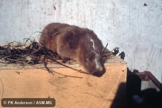 Oblique view of captive.  Also as Siberian Zokor.