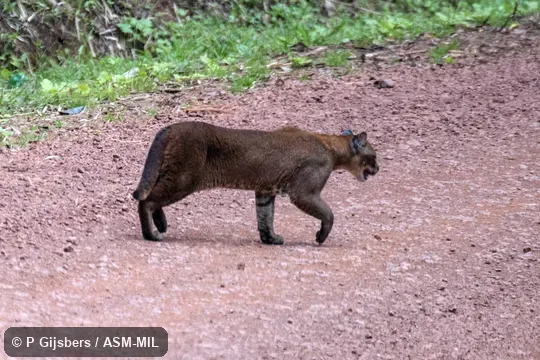 Formerly Profelis aurata, Caracal auratus.  For similar images go to www.atourworld.com.
