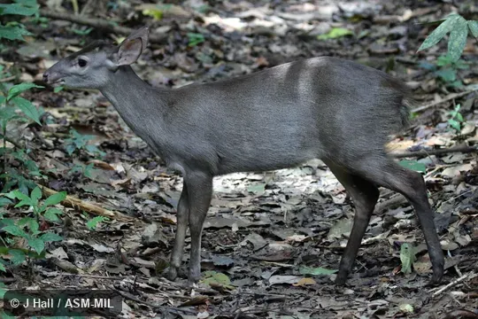 Formerly as Mazama gouazoubira and then as Mazama nemorivaga.