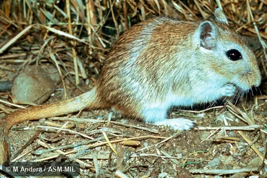 Side view.  Also as Clawed Jird|Mongolian Gerbil.