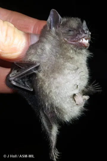 Identified by Fiona Reid.  Also as Andean Fruit Bat|Small Yellow-shouldered Bat.