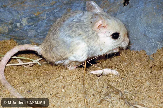 Side view.  Also as Lesser Jerboa.