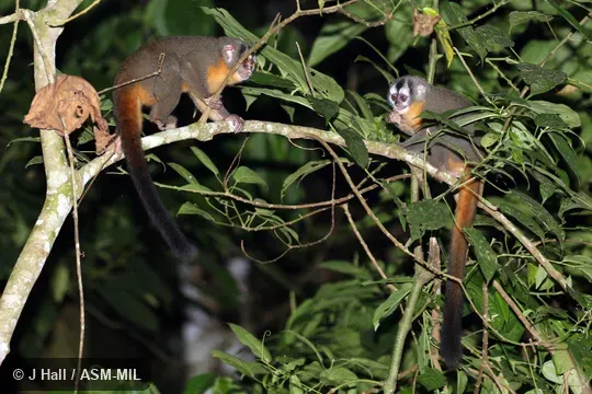 Formerly in Cebidae.  Also as Black-headed Owl Monkey, Night Monkey, Owl Monkey.