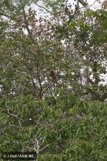 Formerly Callicebus oenanthe.  Also as Andean Titi Monkey|Isabelline Titi|Rio Mayo Titi|Rio Mayo Titi Monkey|San Martin Titi Monkey.