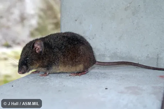 Identified by Fiona Reid.  Also as Long-tailed Thomasomys.