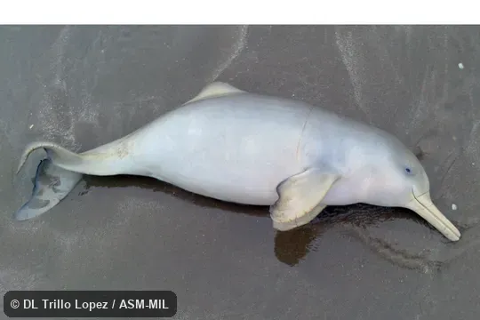 Formerly in order Cetacea.  Formerly in Iniidae.  Also as La Plata River Dolphin.