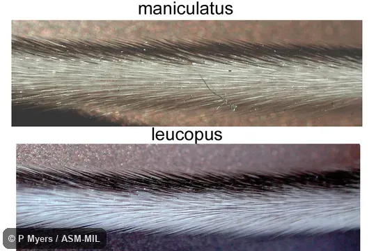 Same as 5588.  Lateral views of tails of Peromyscus leucopus and Peromyscus maniculatus gracilis.  Identified with use of salivary amylase.  Also as North American Deermouse.
