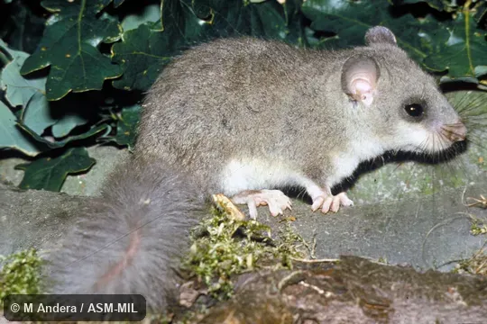 Side view.  Also as Fat Dormouse|Edible Dormouse|European Edible Dormouse.