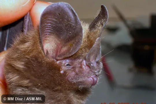 First record of this species from Argentina.  Chiroptera Neotropical 15(2): 461-465.  Also as Little Big-eared Bat.