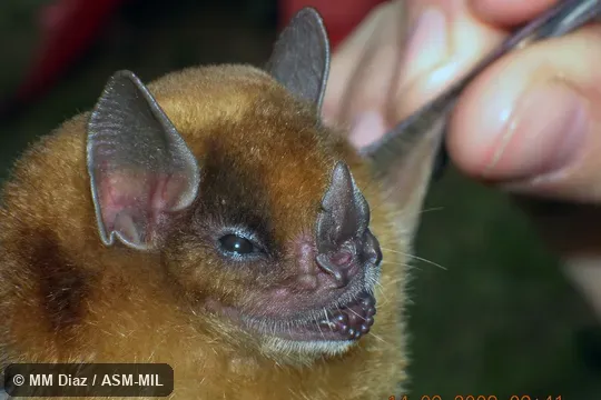 Also as Eastern Yellow-shouldered Bat.
