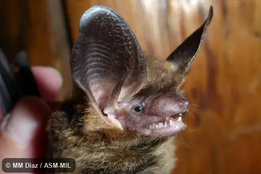 Figure 1 in Mammalian Species Account 973. Figure 1 in Mammalian Species Account 973.