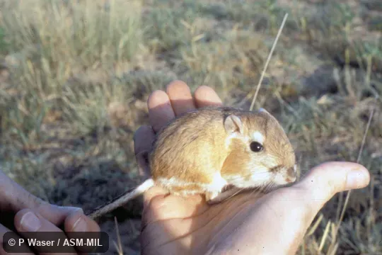 Side view, hand-held.  Also as Five-toed Kangaroo Rat.