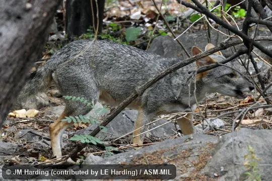 Adult fox came to  feeding station at a communiity conservation area.  Also as Sechura Desert Fox|Peruvian Desert Fox.