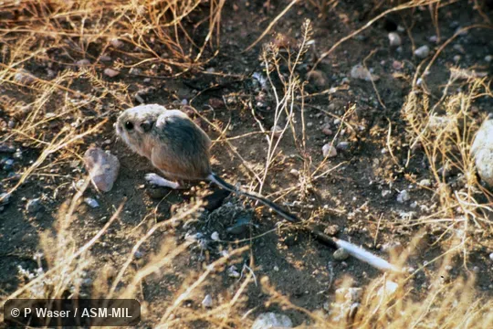 Dorso-lateral view.  Also as Bannertail Kangaroo Rat.
