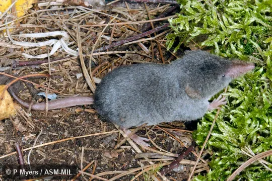 Formerly Soricomorpha.