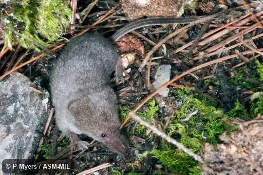 Formerly Soricomorpha.  Also as American Pygmy Shrew.