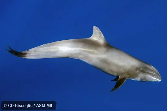 Also as Electra Dolphin|Little Killer Whale|Many-toothed Blackfish.