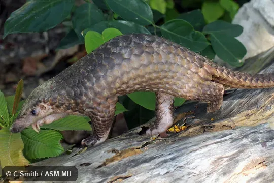 Also as Malayan Pangolin.