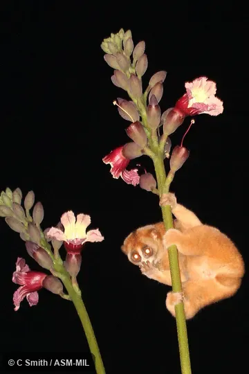 Nycticebus coucang coucang.  Also as Greater Slow Loris · Sunda Slow Loris.