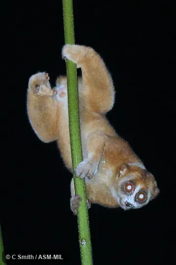 Nycticebus coucang coucang.  Also as Greater Slow Loris · Sunda Slow Loris.